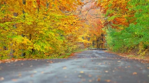 Colorful leaf background with forest with asphalt road Video stock 46006072