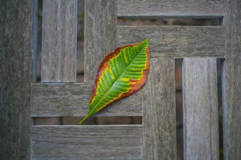 Colorful Leaf on bench. Foto stock