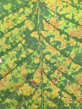 Colorful leaf displaying intricate patterns and natural textures Stock Photos