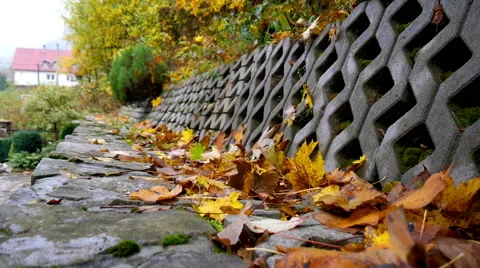 Colorful Leaf fall in the autumn Stock Footage 56279837