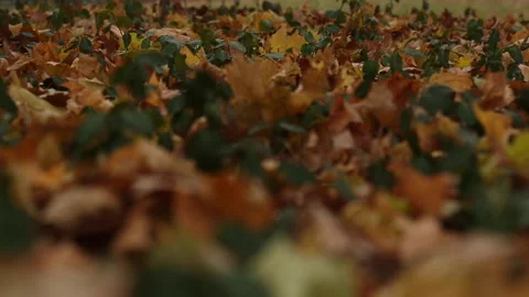 COLORFUL LEAF FLOOR Stock Footage 194572464