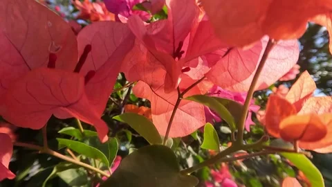 Colorful Leaf Flowers Close-Up Day Windy Background 스톡 동영상 339943292