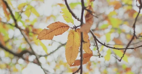 Colorful leaf is going to fall on ground in forest. Bright foliage in the Видео 140255603