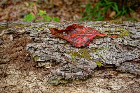 Colorful leaf on a log in the forest Stock Photos