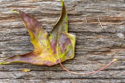Colorful leaf of maple tree on a rustic wooden background Stock Photos
