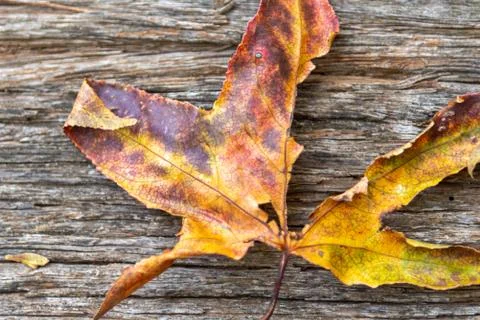 Colorful leaf of maple tree on a rustic wooden background Stock Photos