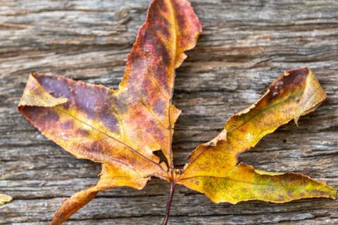 Colorful leaf of maple tree on a rustic wooden background Stockfoto's