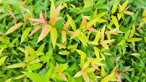 Colorful leaf pattern, Selective focus applied Foto stock