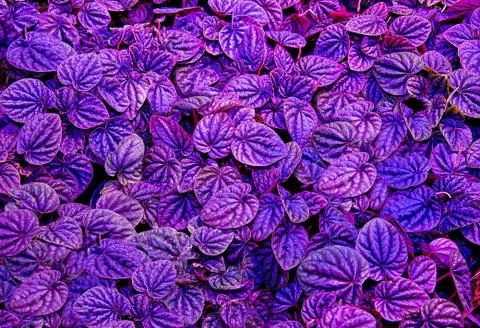 Colorful of leaf Stock Photos