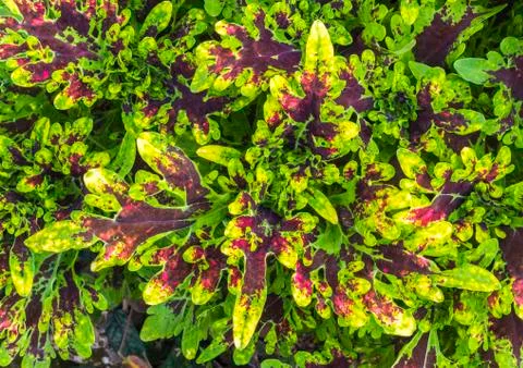 Colorful leaf Stock Photos