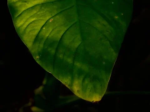 Colorful  leaf Stock Photos
