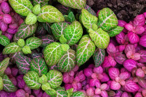 Colorful leaf texture, for background. Mix of fittonia albivenis plants, Stock Photos