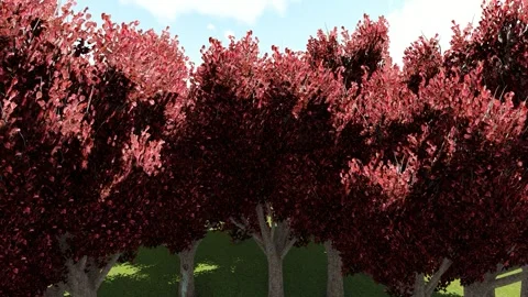 Colorful Leaf Tree Stock Footage 337562371