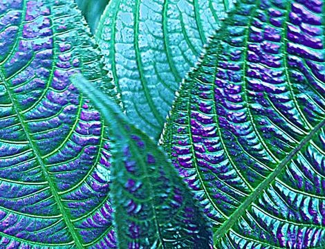Colorful leaf tree Stock Photos