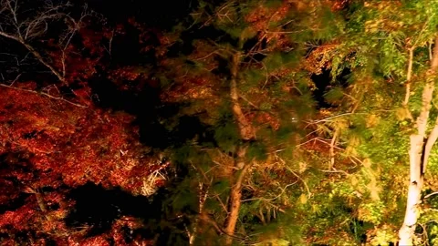 Colorful leafed maple tree with lights at night Stock Footage 234081222