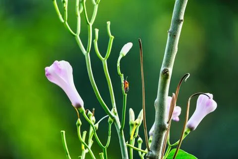 Colorful Leafhopper Stock Photos