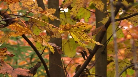 Colorful leafs from autumn in the wind Stock Footage 81534363