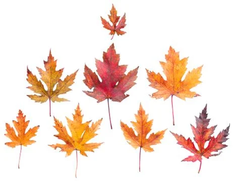 Colorful leafs Stock Photos