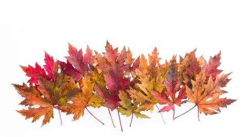 Colorful leafs Stock Photos