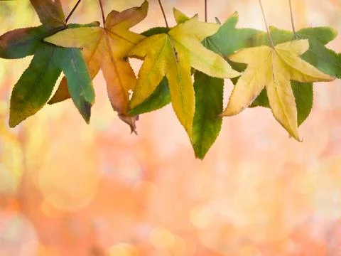 Colorful leafs Stock Photos