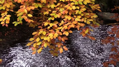 Colorful leafs on the tree below the river Stock Footage 81534465