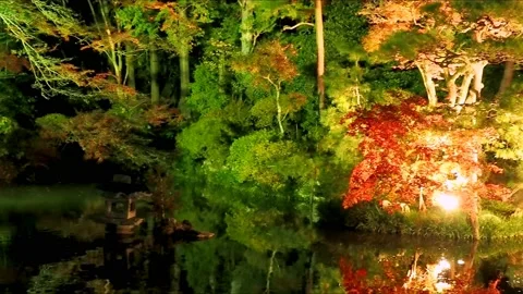 Colorful leafy trees with lights by the river Stock Footage 234080477