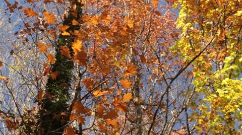 Colorful leaves falling from trees Stock Footage 56772206