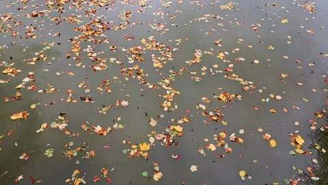 Colorful leaves float in a pond after an autumn storm Stock Footage 320737501