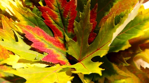 Colorful leaves Stock Footage 32792174