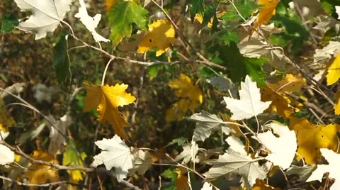 Colorful Leaves Video stock 52709900