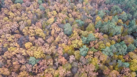 Colorful leaves Stock Footage 163846624