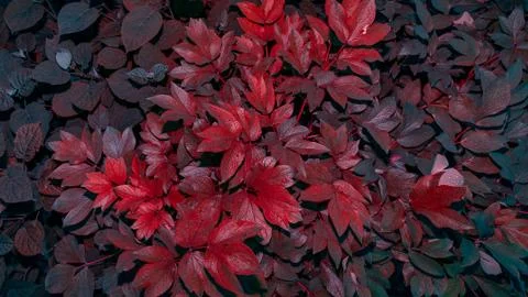 Colorful leaves pattern  background. Creative design wallpaper banner concept Foto stock