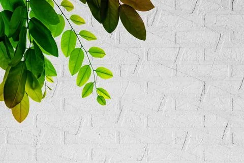 Colorful leaves pattern on white wall texture,gradient color pastel autumn .. Stock Photos