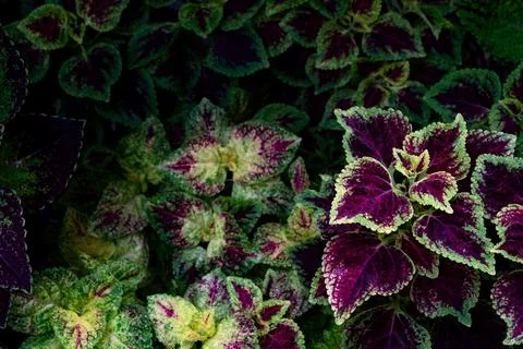Colorful leaves pattern,leaf coleus or painted nettle in the garden Stock Photos