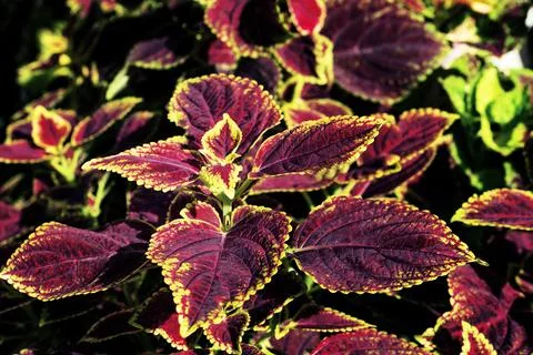 Colorful leaves pattern,leaf coleus or painted nettle in the garden Stockfoto's
