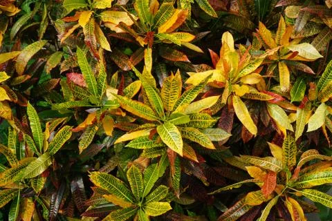 The colorful leaves of a Petra Croton plant. Stock Photos