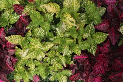 Colorful Leaves Stock Photos