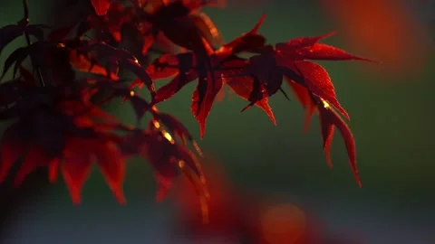 Colorful leaves on a Red Maple tree Stock Footage 334680984