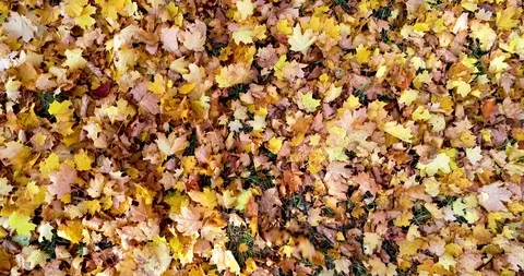 Colorful leaves scatter from the wind Stock Footage 96741353