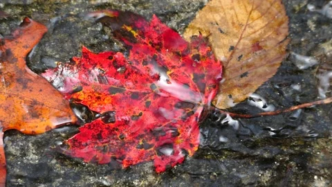 Colorful leaves in stream Stock Footage 211442808