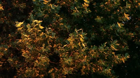 Colorful Leaves On Tree Stock-Footage 5833770