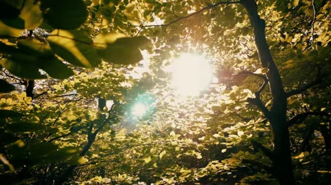 Colorful leaves tree forest woods at sunset sun flare Stock Footage