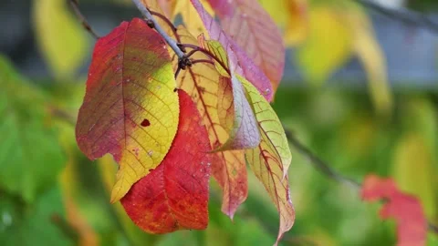 Colorful leaves of the trees. Stock Footage 139972020