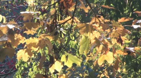 Colorful leaves on the wind Stock Footage 18413663