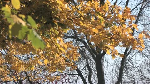 Colorful leaves on the wind Stock Footage 18437065
