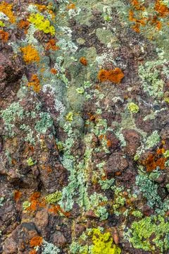 Colorful lichens including Chrysothrix on a rock surface. Stock Photos