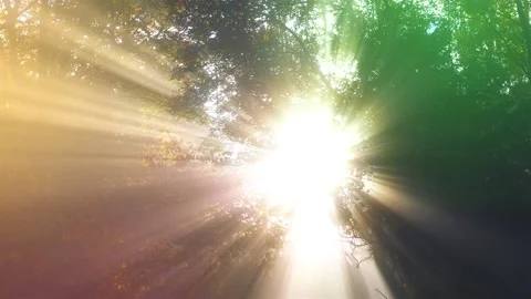 Colorful light of sunrays in misty forest morning at sunrise Stock Footage 147985372