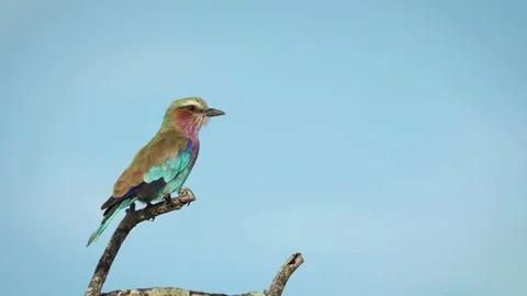 Colorful Lilac Breasted Roller Bird Sitting On A Branch Video stock 336094978
