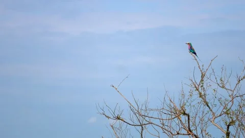 Colorful Lilac-Breasted Roller Keeping Watch from a Perch in Maasai Mara Stock Footage 342235049