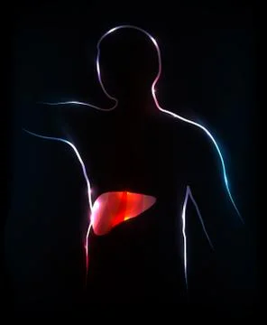 Colorful liver Stock Illustration